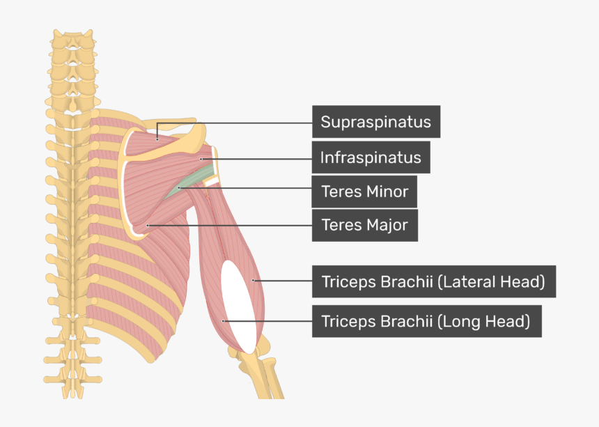 Image Showing Superficial Muscles Of The Back And Posterior - Teres Minor, HD Png Download, Free Download