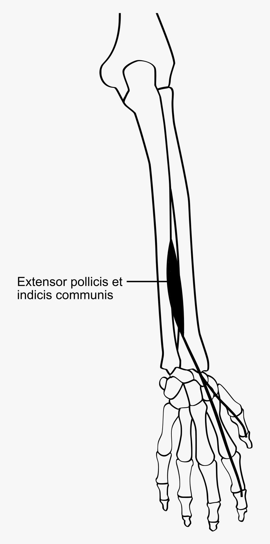 Extensor Indicis Proprius, HD Png Download, Free Download