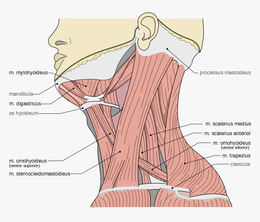 Neck Scalene Muscles, HD Png Download, Free Download