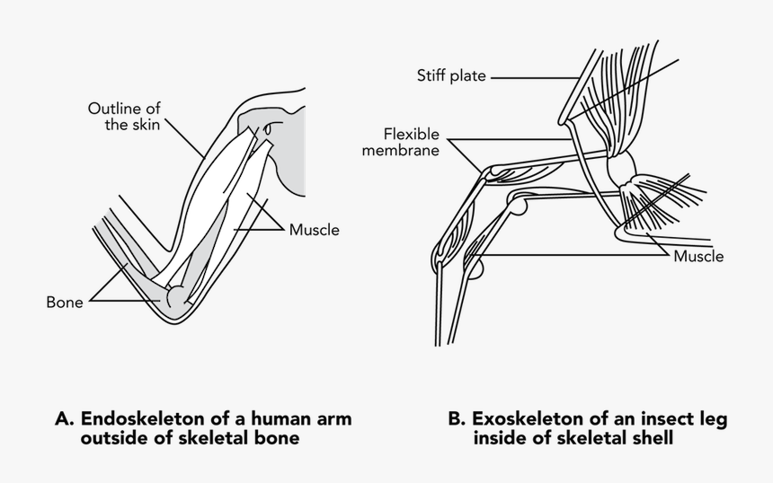 Muscle Attachment In Insects, HD Png Download, Free Download