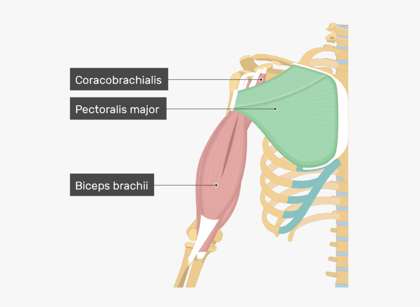 An Image Showing The Pectoralis Major Muscle Attached - Coracobrachialis Muscle, HD Png Download, Free Download
