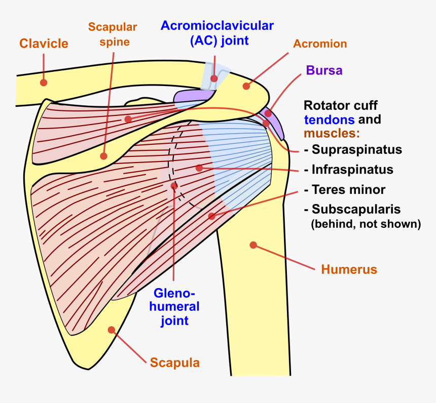 Glenohumeral Joint Posterior View, HD Png Download, Free Download
