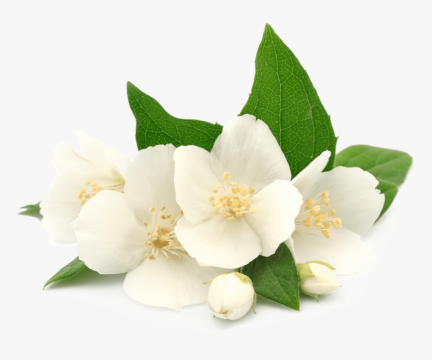 Jasmine Blume, HD Png Download, Free Download