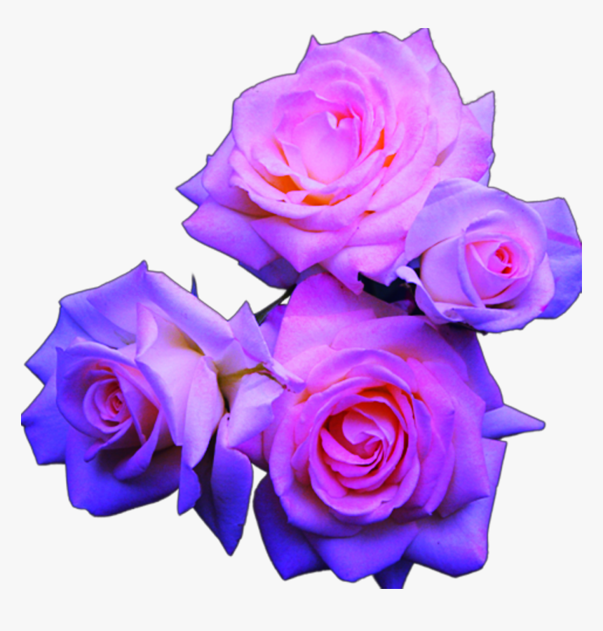 Blue And Pink Roses - Purple Blue And Pink Flowers, HD Png Download, Free Download