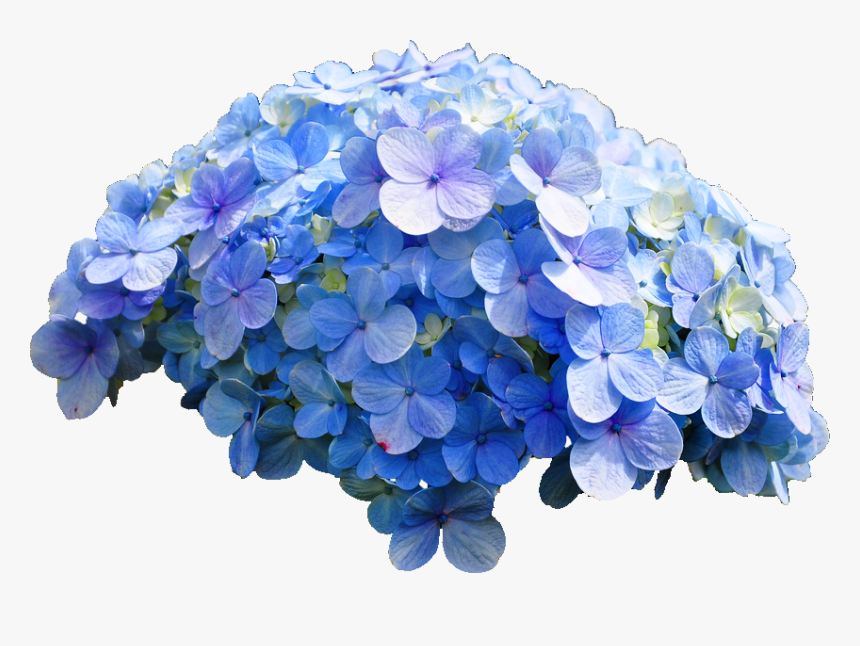 Hydrangea Transparent, HD Png Download, Free Download