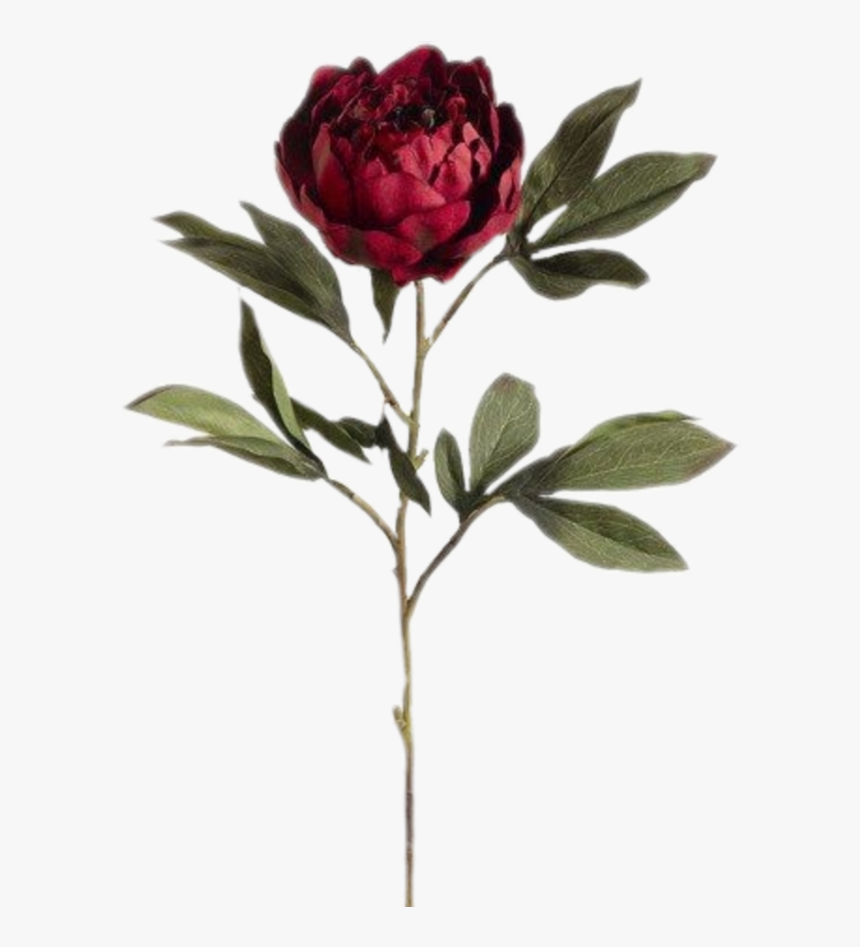 #tumblr #spring #vintage #flower #flowers #flowerart - Burgundy Peony Silk Flowers, HD Png Download, Free Download