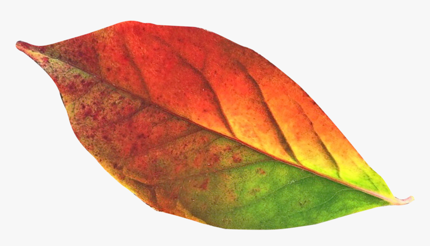 Autumn Leaf Png Transpa Image Pngpix - Autumn Leaf Png, Transparent Png, Free Download