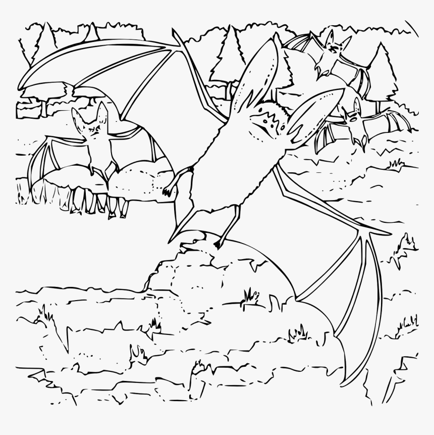 Long Eared Bat Coloring Page, HD Png Download, Free Download