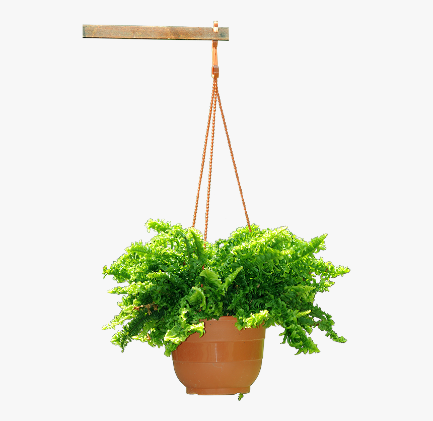 Hanging Flower Plants Png , Png Download - Hanging Plant Pots Png, Transparent Png, Free Download