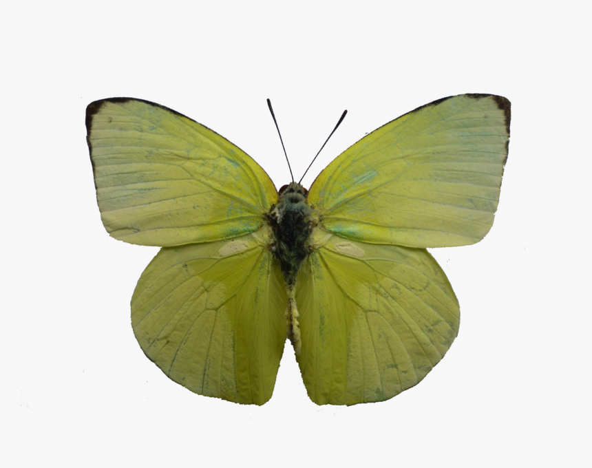 Common Emigrant New - Common Emigrant Butterfly Png, Transparent Png, Free Download