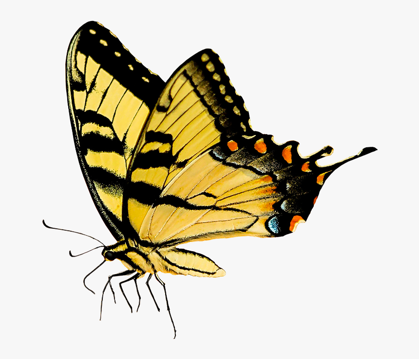 #butterfly #insect #yellow #pixabay #freetoedit - Pixabay Butterfly Png, Transparent Png, Free Download