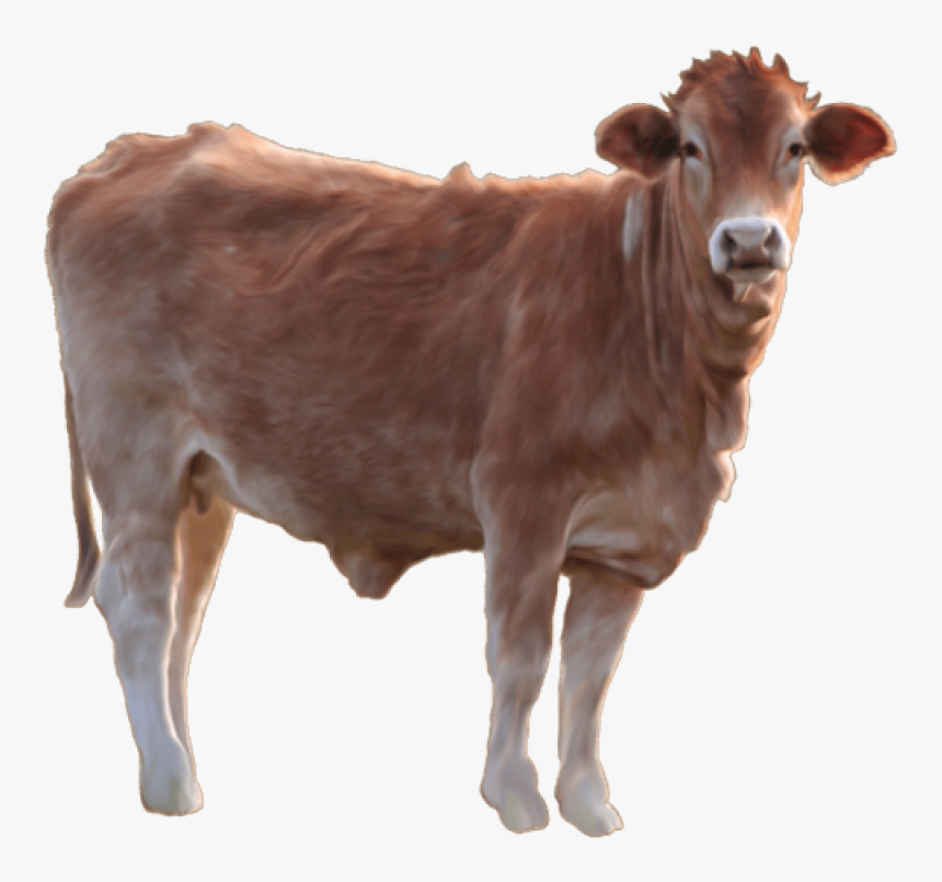 Cow Png Image - Brown Cow Transparent Background, Png Download, Free Download