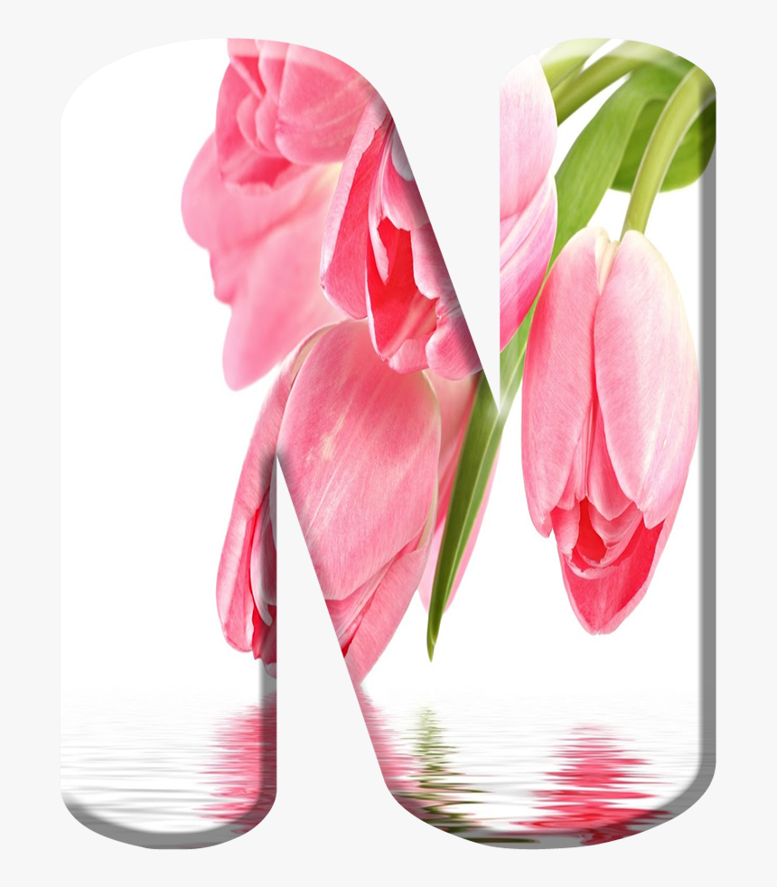 Anthurium, HD Png Download, Free Download