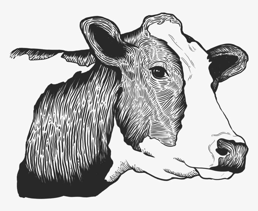 Cow - Illustration, HD Png Download, Free Download
