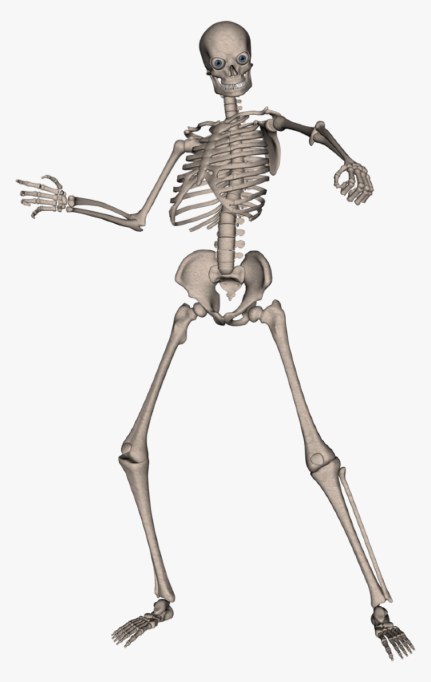 Skeleton, Skull Png Image - Skeleton Png, Transparent Png, Free Download