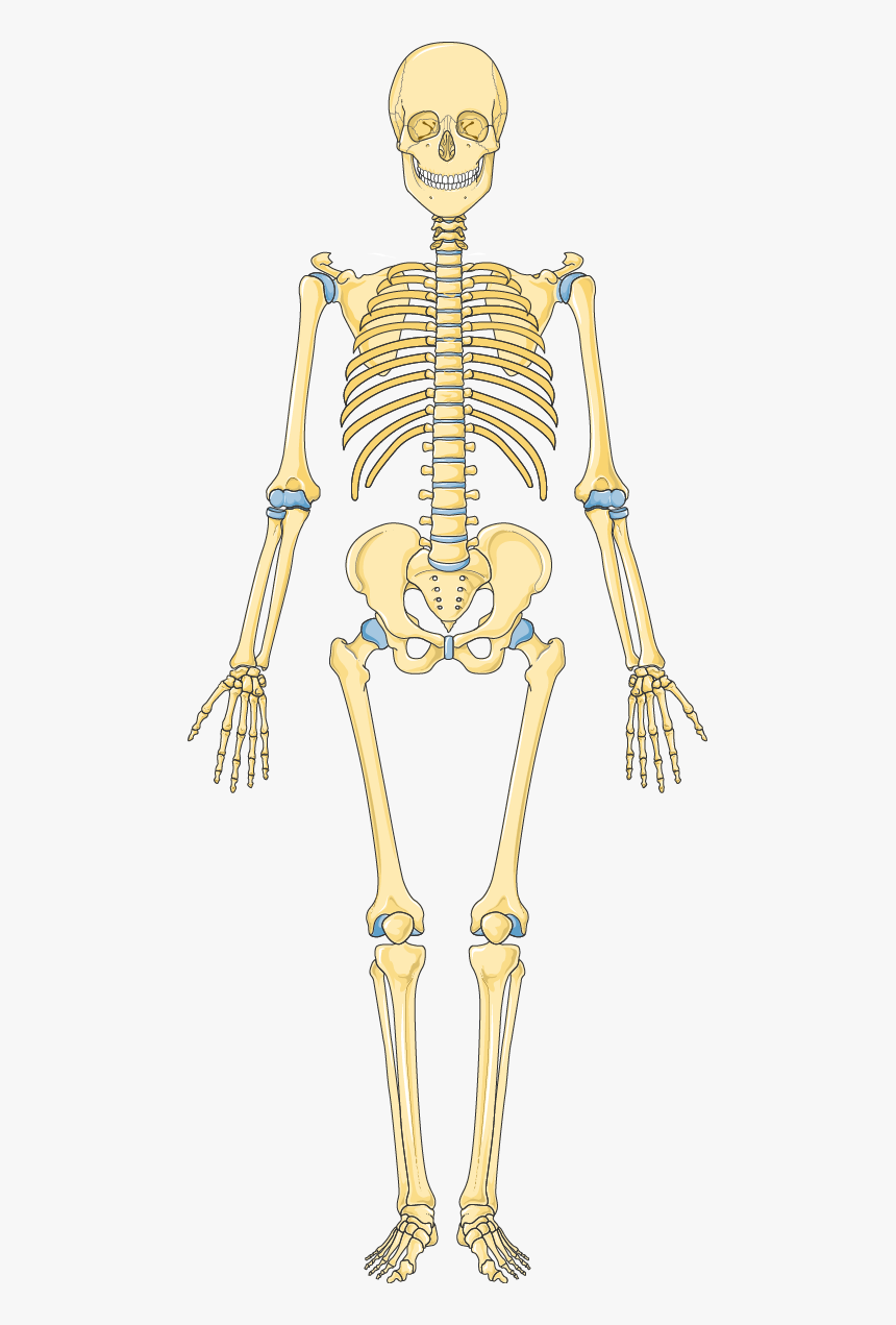 Skeleton Images Download, HD Png Download, Free Download