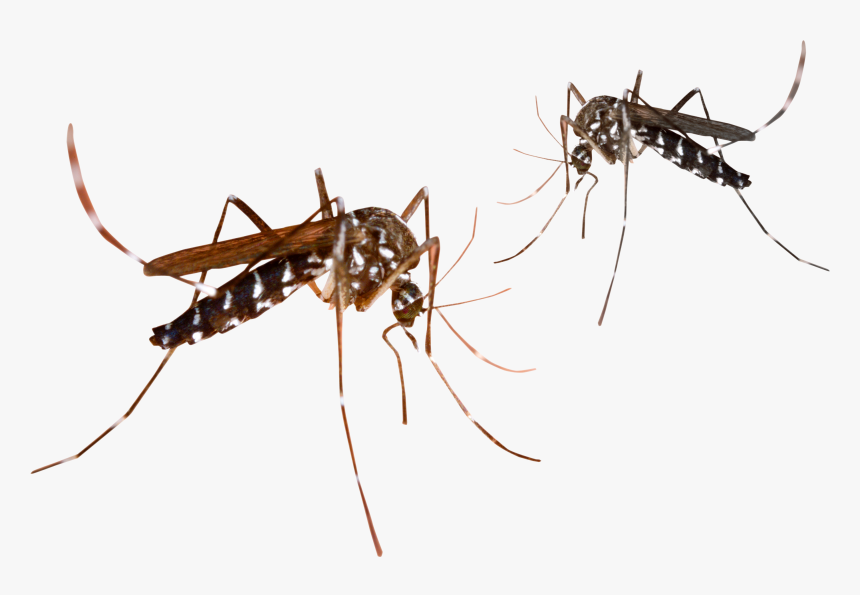 Mosquitos Png - Mosquito Transparent Background, Png Download, Free Download