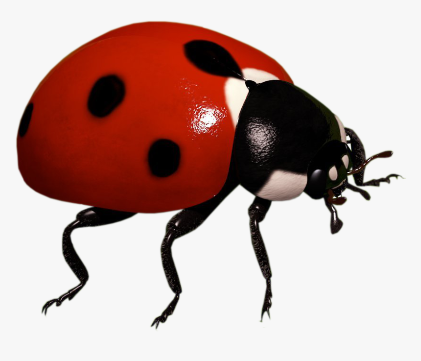 Ladybug Insect Transparent Background Png - Ladybug Insect Transparent Background, Png Download, Free Download