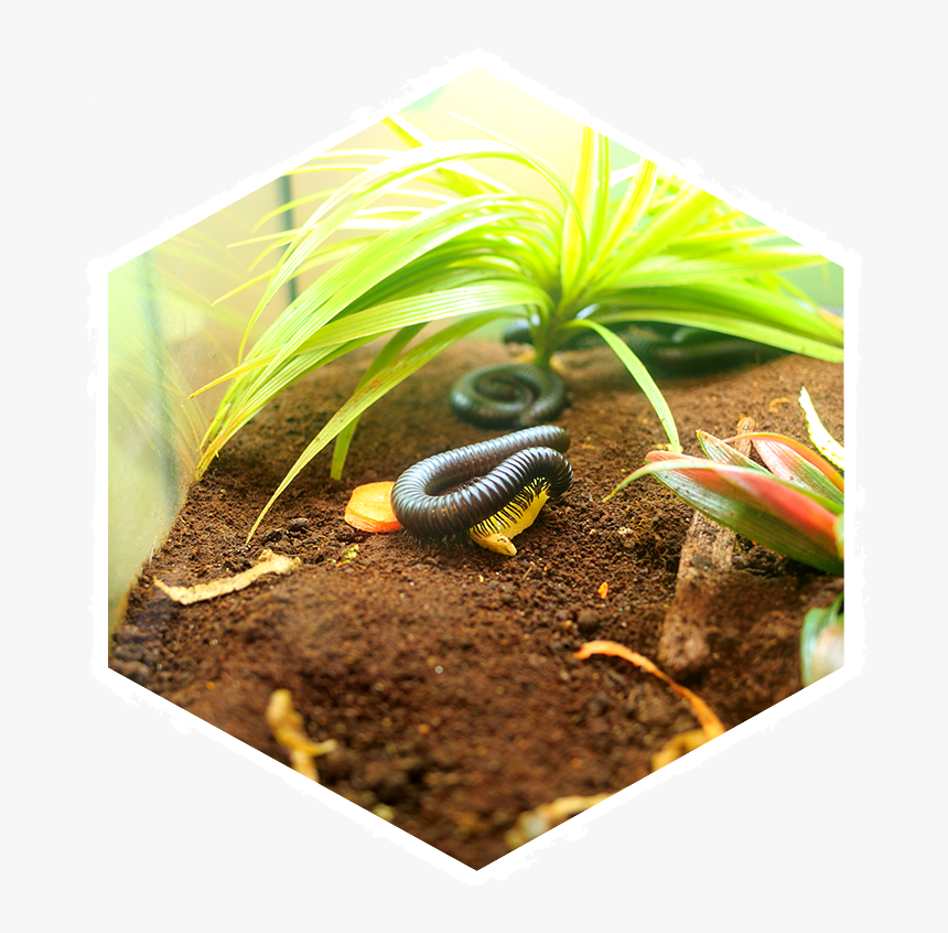 Insectropolis Bug University - Lizard, HD Png Download, Free Download