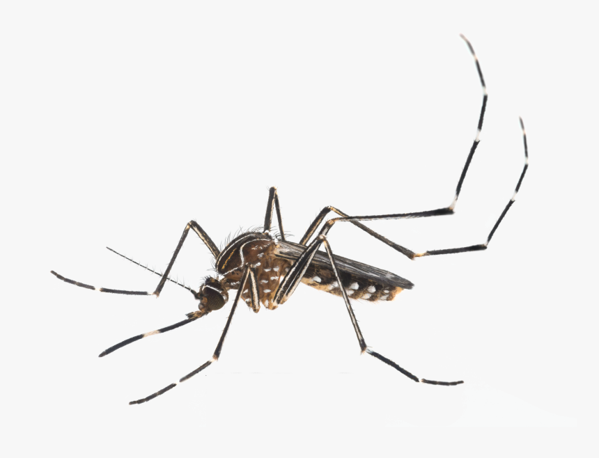 Australian Backyard Mosquito, HD Png Download, Free Download