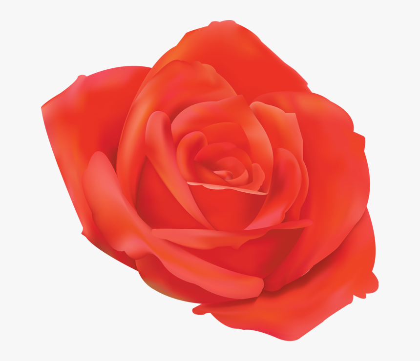 Garden Roses, HD Png Download, Free Download