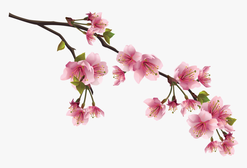 Cherry Blossom Chinese Flowers, HD Png Download, Free Download