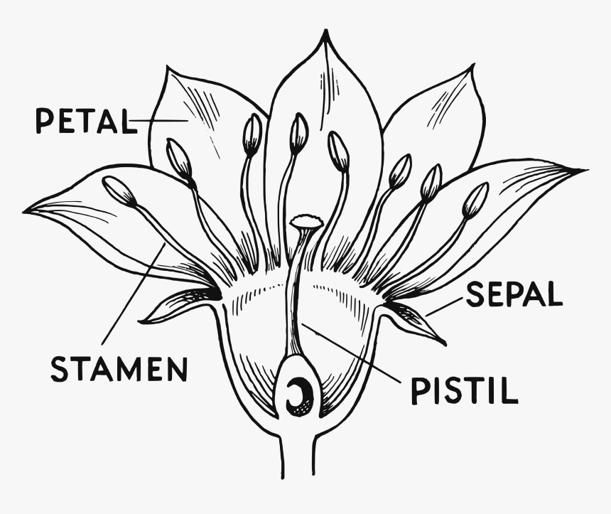 Flower Parts Big Image - Different Part Of Flowers, HD Png Download, Free Download