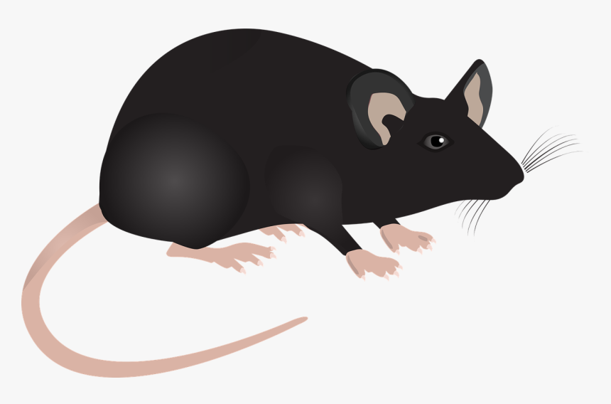 Ant And Mouse Story, HD Png Download, Free Download