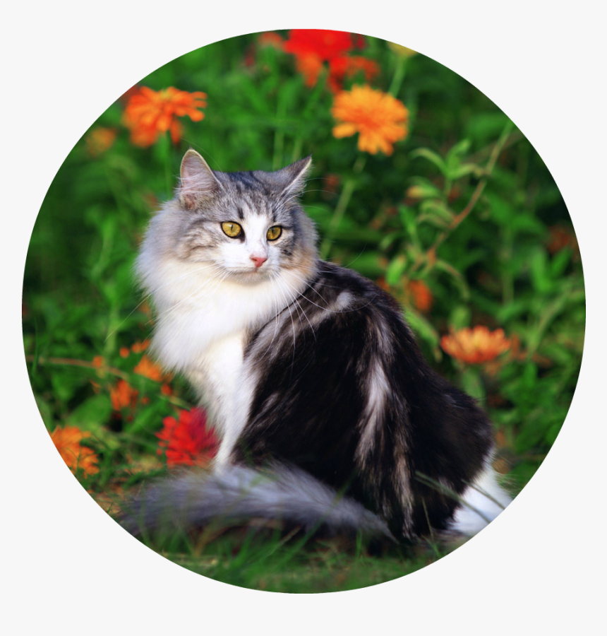 Cute Cat Playing In The Beautiful Field Of Flowers - Domestic Long-haired Cat, HD Png Download, Free Download