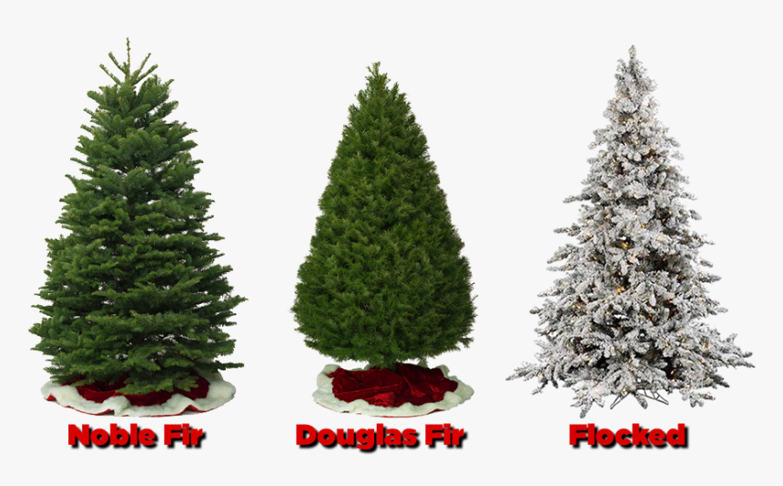 Christmastrees - Real Noble Christmas Tree, HD Png Download, Free Download