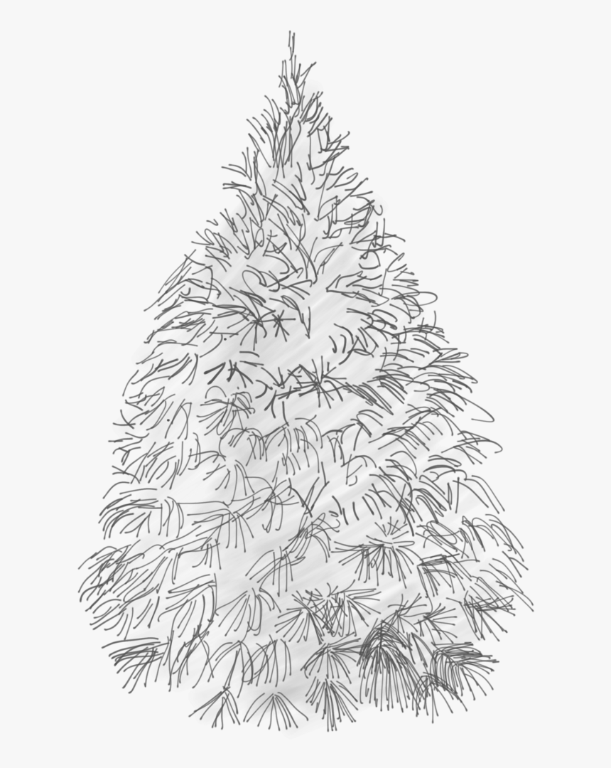 White Pine Sketch - Christmas Tree Cool Sketch, HD Png Download, Free Download