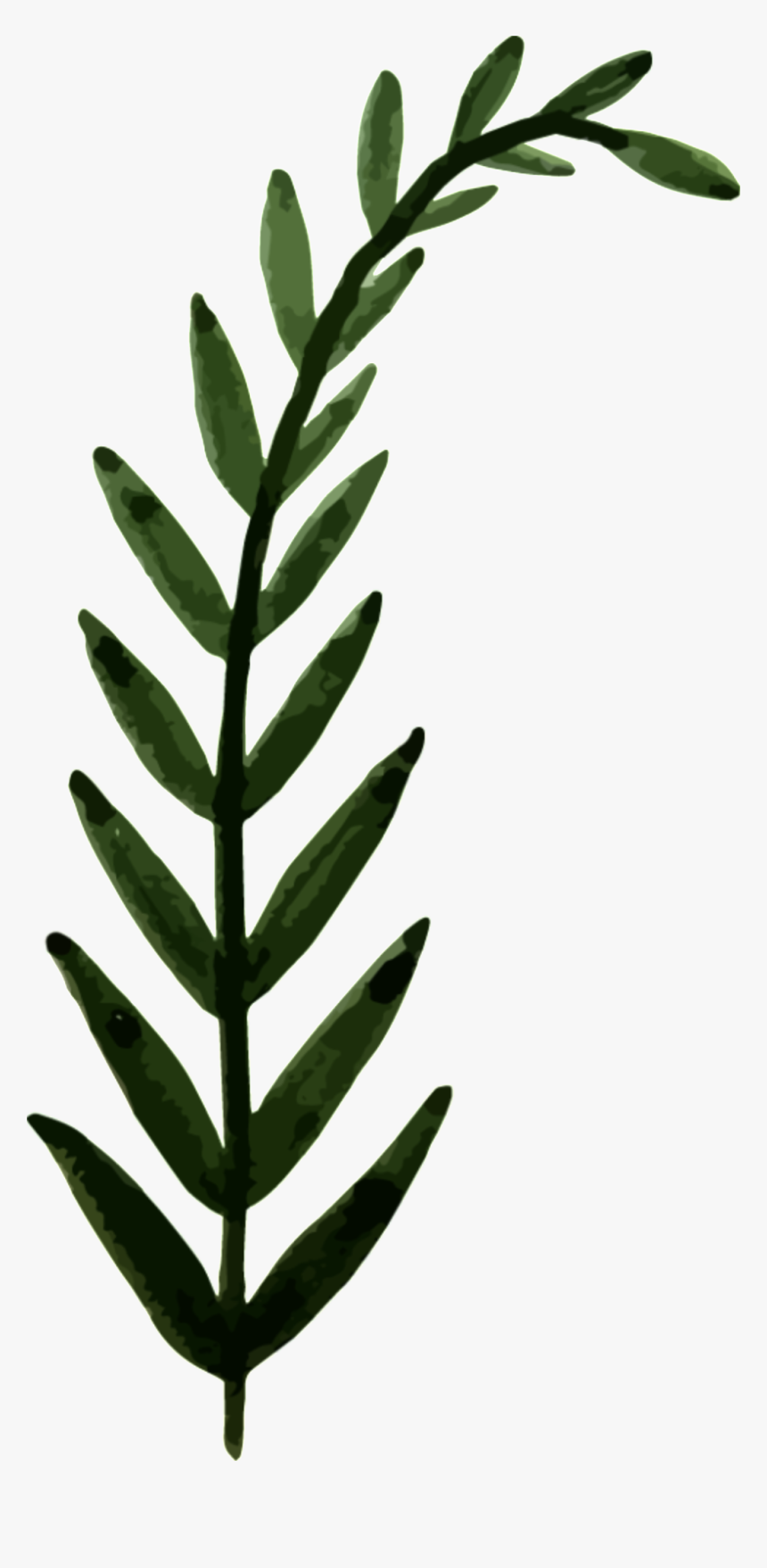 Hand Painted Leaves Png Transparent - Herb, Png Download, Free Download
