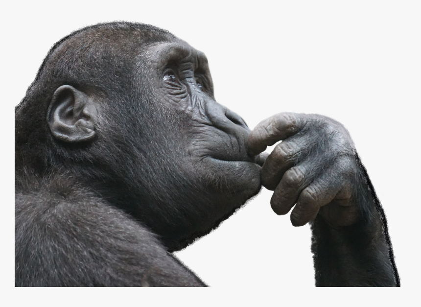 Thinking Monkey Png, Transparent Png, Free Download