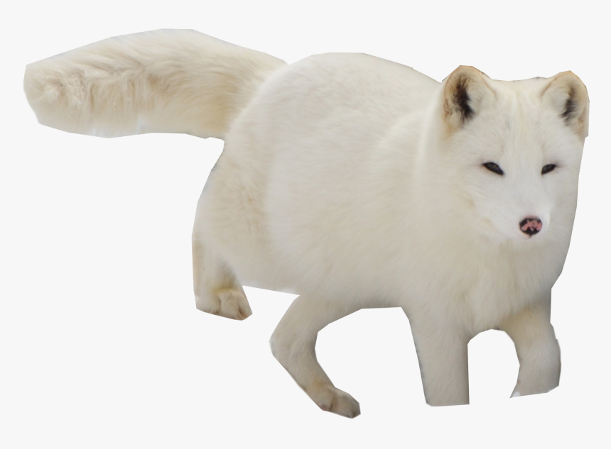 Arctic Snow Fox Png Image - Arctic Fox, Transparent Png, Free Download