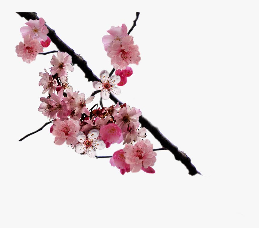 Cherry Blossom Branch Png By Doloresminette - Real Cherry Blossoms Png, Transparent Png, Free Download