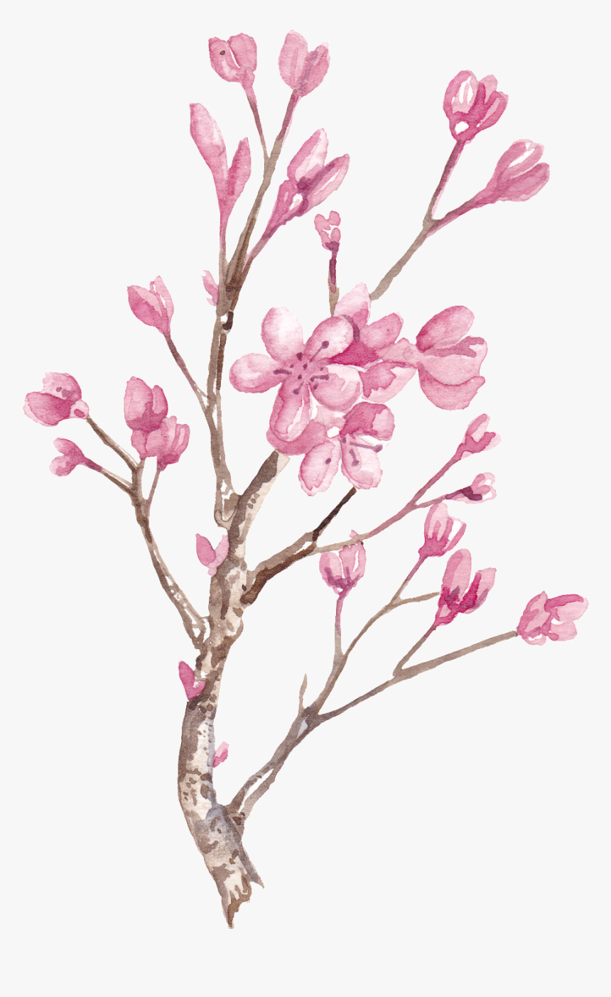 Hand Painted Winter Plum Blossom Branch Png Transparent - Painting Winter Plum Blossom, Png Download, Free Download