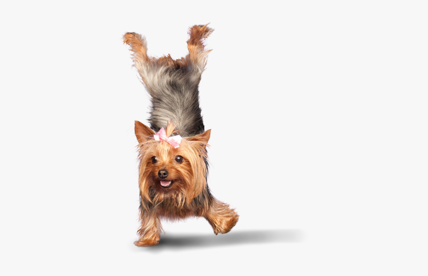 2silkypng - Yoga Dogs, Transparent Png, Free Download