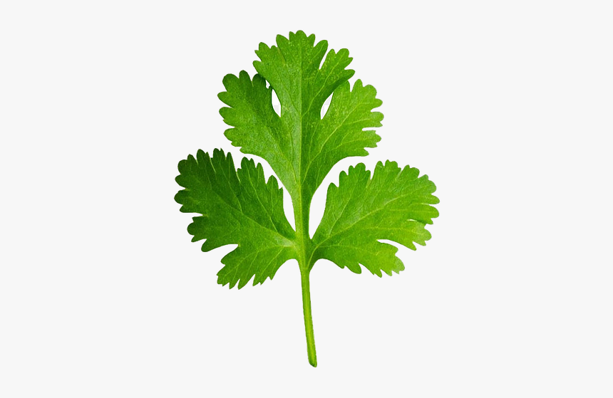 Cilantro Clipart, HD Png Download, Free Download