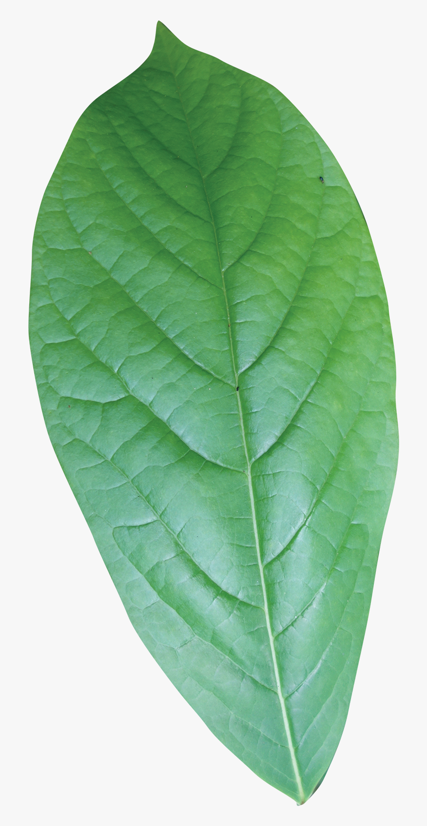 Single Green Leaves Png , Png Download - Paw Paw Tree Leaf, Transparent Png, Free Download