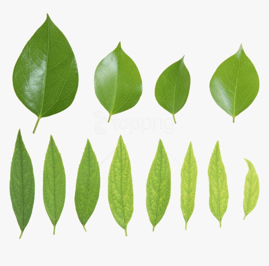 Free Png Download Green Leaves Png Images Background - Зеленые Листья Png, Transparent Png, Free Download