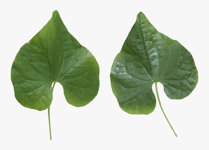 Free Png Green Leaves Png Images Transparent - Leaf Texture .png, Png Download, Free Download