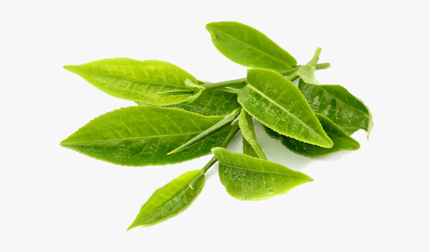 Green Tea Transparent Png - Green Tea Leaves Png, Png Download, Free Download