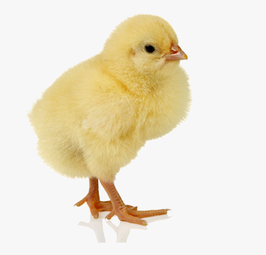 Baby Chicken Free Png Image - Baby Chicken Png, Transparent Png, Free Download