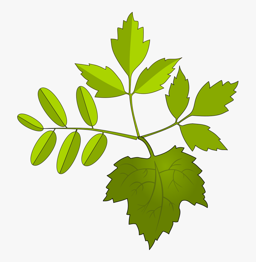 Leaves - Folhagem Desenho Png, Transparent Png, Free Download