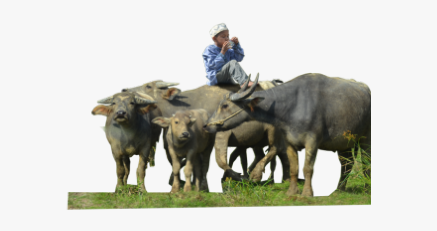 Buffalo Png Transparent Images - Indian Buffalo Hd Png, Png Download, Free Download