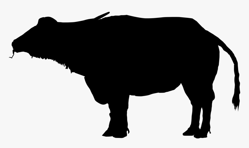 Water Buffalo Transparent Background - Water Buffalo Silhouette, HD Png Download, Free Download