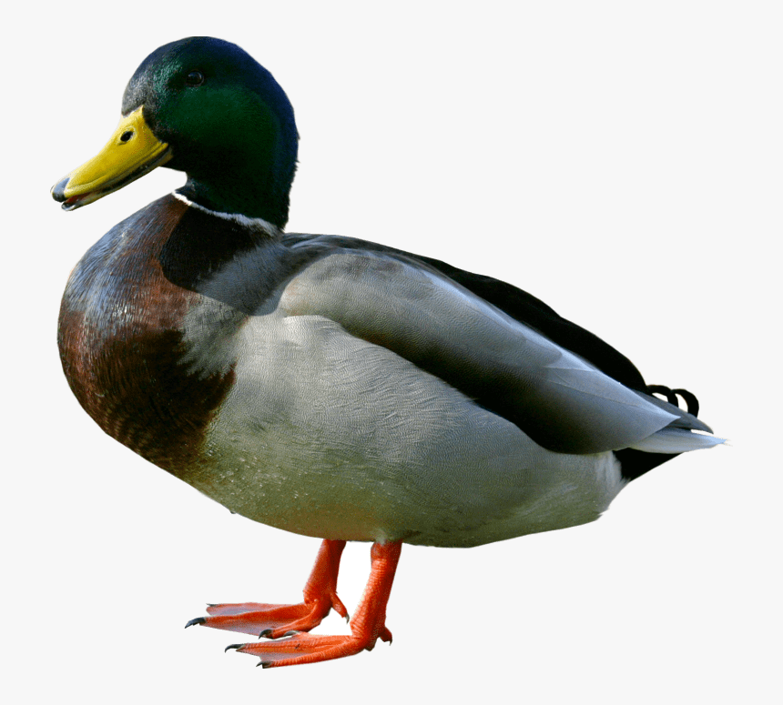Duck Duck Png Image Free Download - Duck Transparent Background, Png Download, Free Download