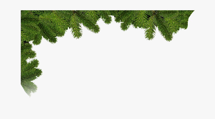 Spruce, HD Png Download, Free Download