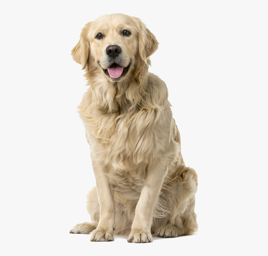 Animal Dog, HD Png Download, Free Download