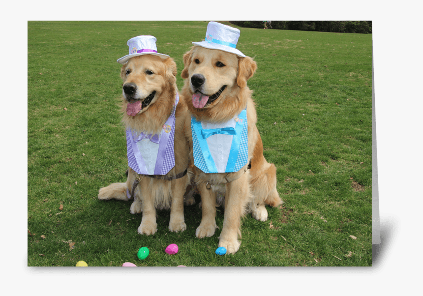 Golden Retriever Egg-sighting Easter Greeting Card - Golden Retriever, HD Png Download, Free Download